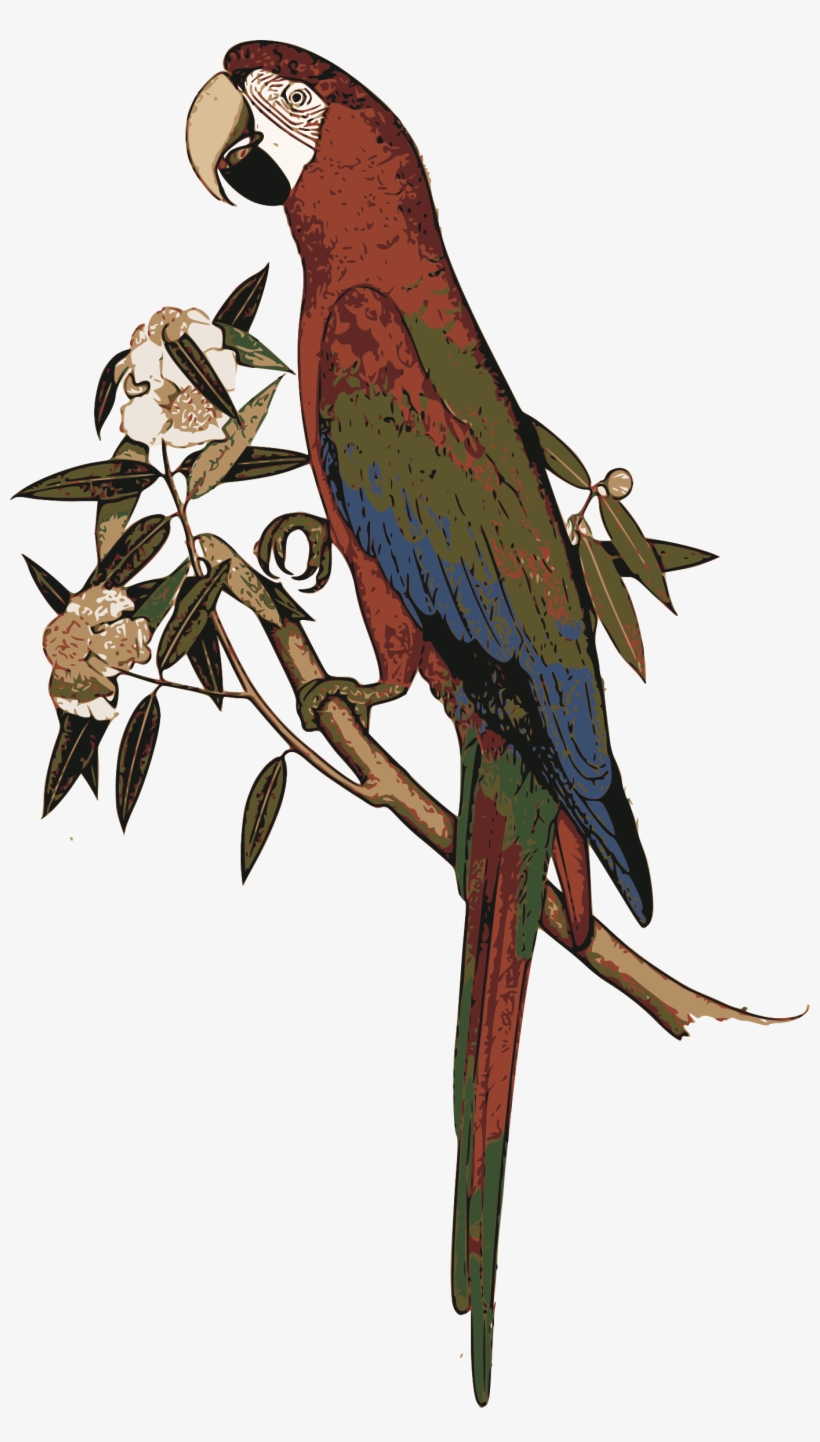 Big Image - Exotic Birds, transparent png download