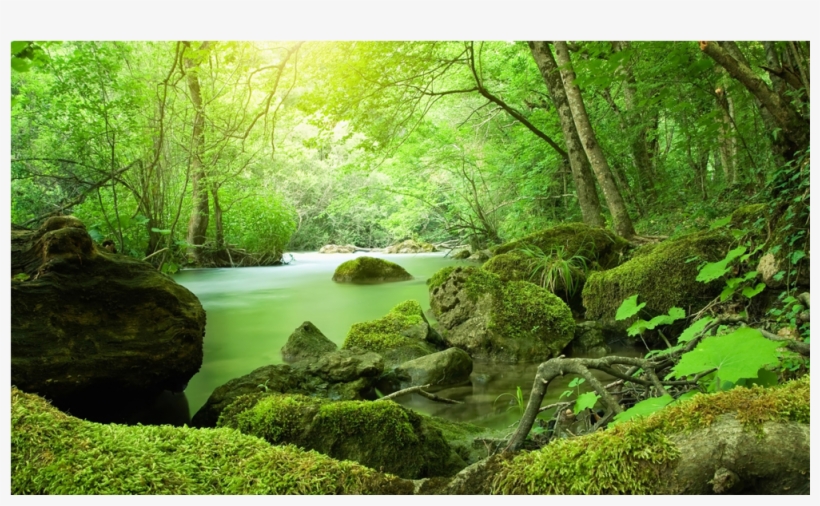 Score 50% - Forest With A Small River, transparent png download