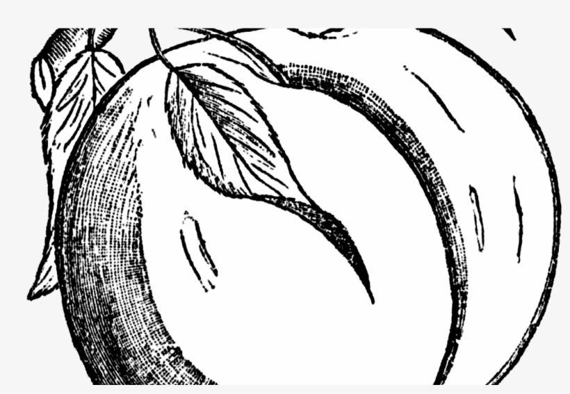 Peach Clipart - Black And White Peach Png, transparent png download