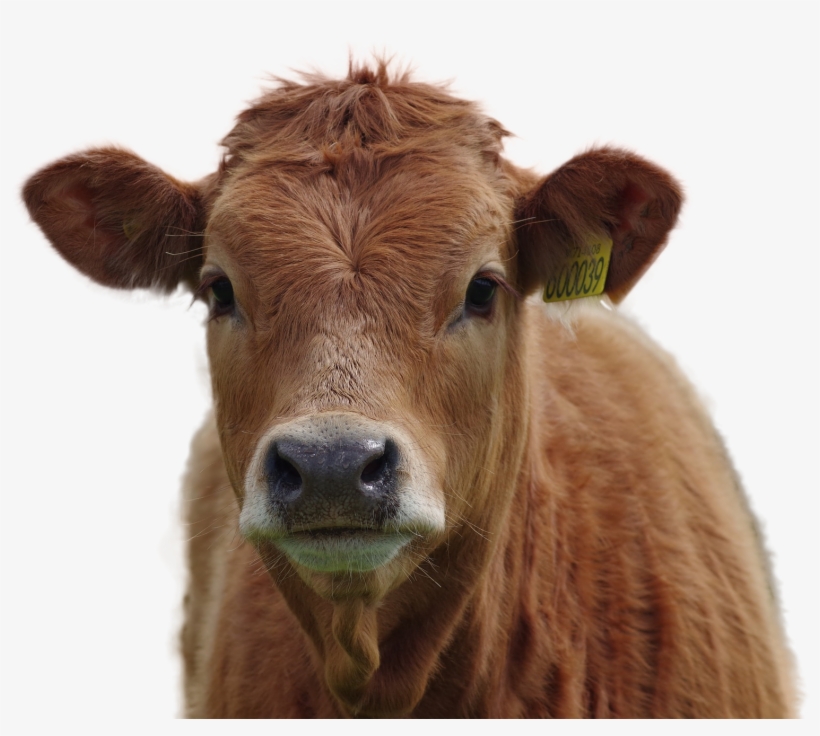 Cow Png Image - Brown Cows, transparent png download