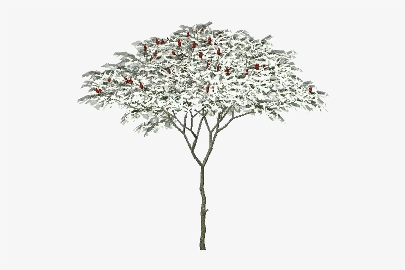 Pond Pine, transparent png download