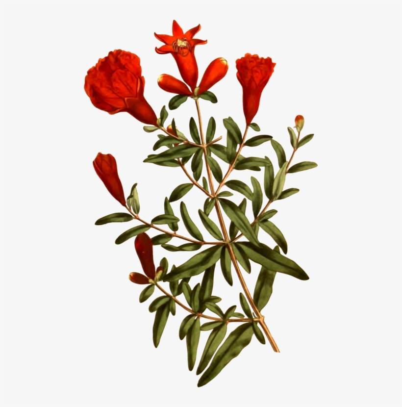 Pomegranate Cut Flowers Tree Petal - Pomegranate, transparent png download