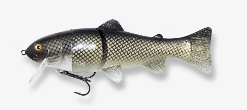 Roach - Carp, transparent png download