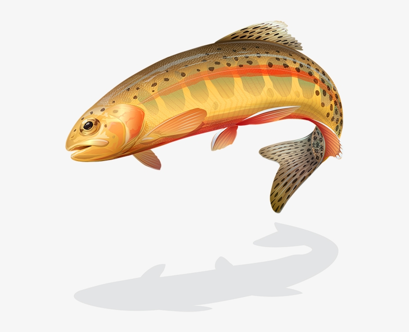 Golden-trout - Wild California Golden Trout, transparent png download