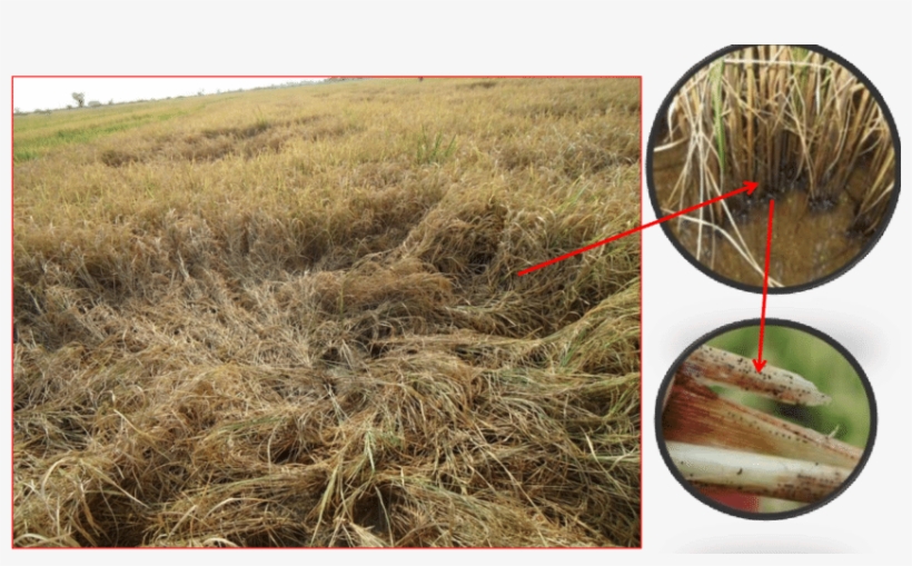 Symptoms Of Stem Rot Disease Observed During Survey - Grass, transparent png download