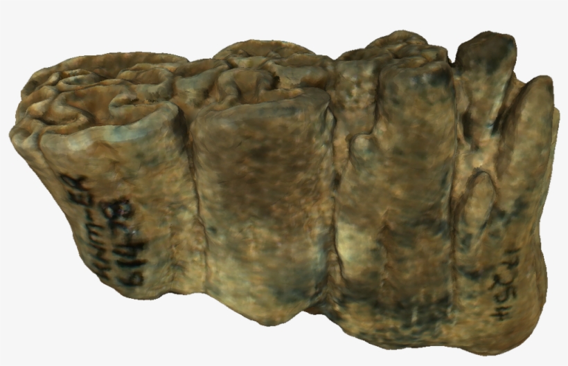 Africanfossils On Twitter - Reptile, transparent png download