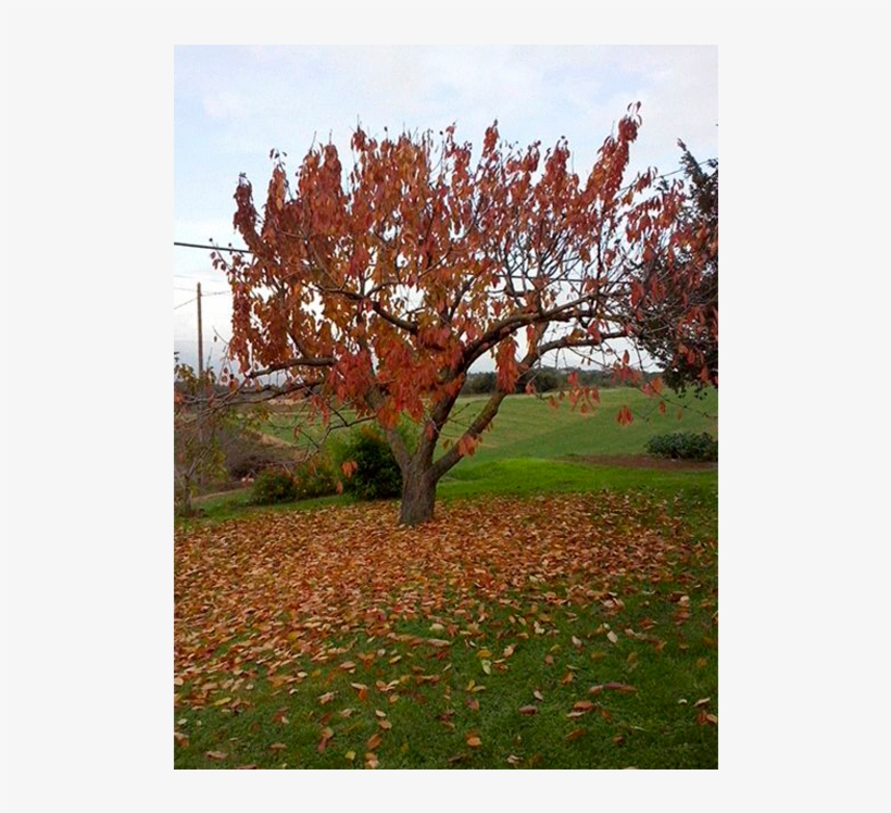 Previousnext - River Birch, transparent png download