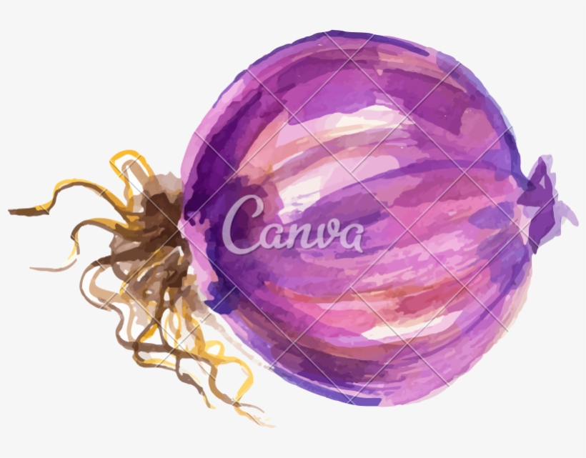 Watercolor Onion Design - Red Onion, transparent png download
