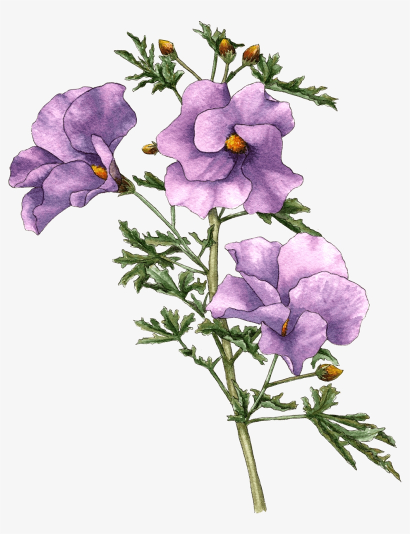 Berkeley Horticultural Nursery - Lilac Hibiscus, transparent png download