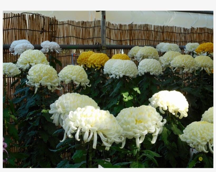 Some Of The Chrysanthemums On Display - Chrysanths, transparent png download
