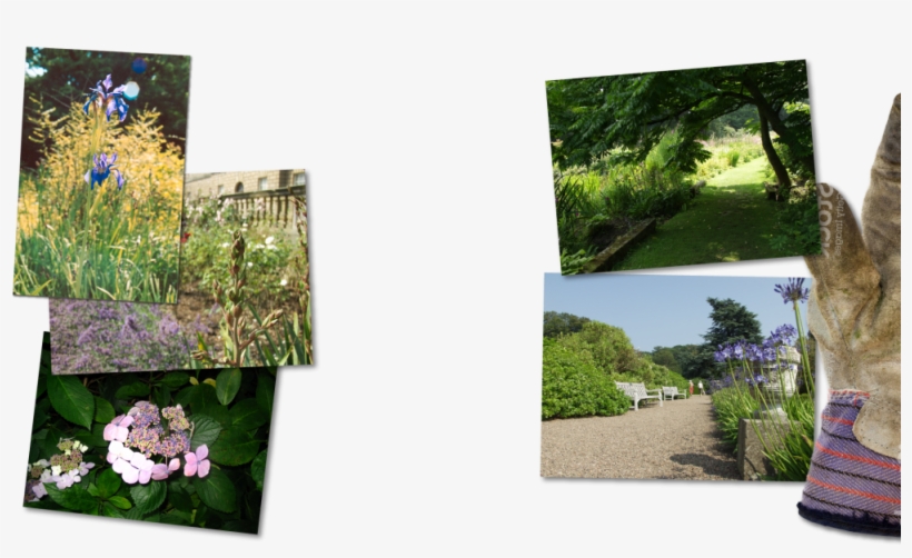 The Head Gardeners Note Book - Hydrangea, transparent png download