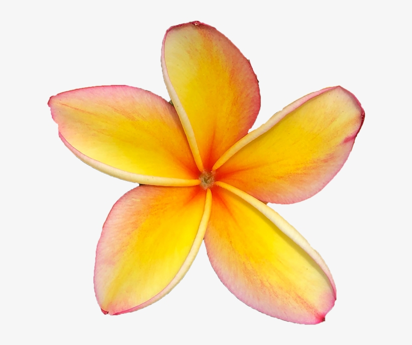 Maui - Frangipani, transparent png download