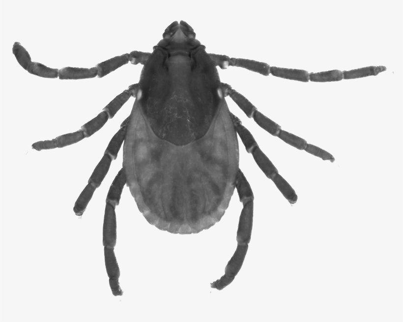 Online Programme - Cicada, transparent png download