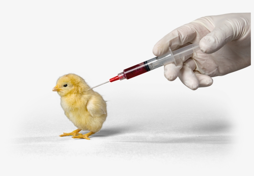 Cockatiel Bird Harness, transparent png download