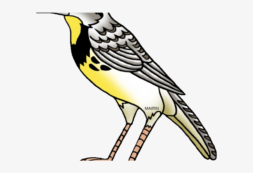 Nebraska Clipart Png - Oregon State Bird Cartoon, transparent png download