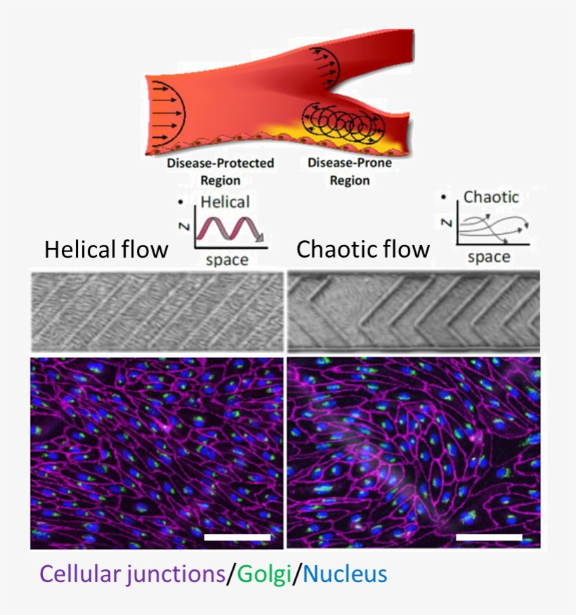 Lab On A Chip Blog - Parallel, transparent png download