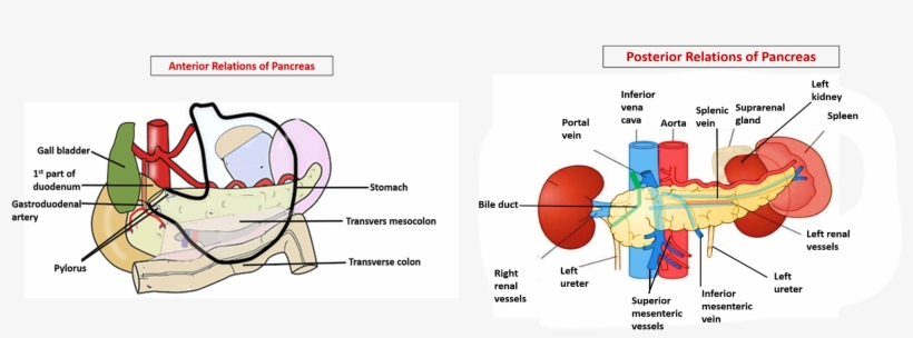 Pancreas -relations - Diagram, transparent png download
