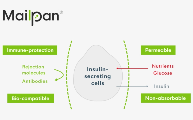 Advantages Of A Bioartificial Pancreas - Diagram, transparent png download