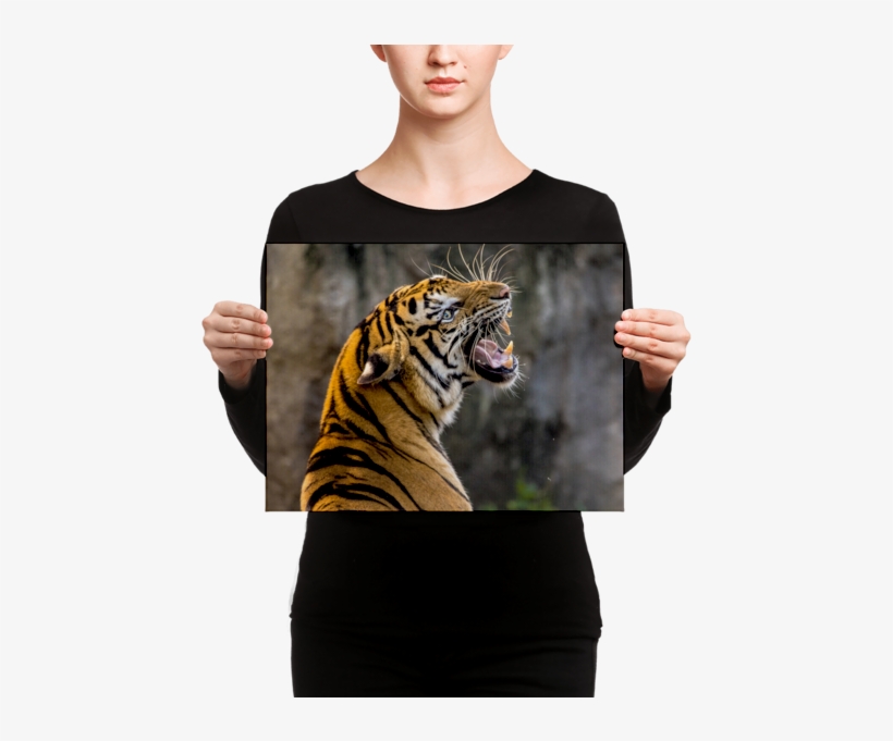 Tiger Roaring Canvas - Angry Villagers Run Tractor Over Tigress, transparent png download