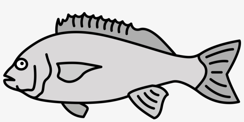 Seabream - Coral Reef Fish, transparent png download