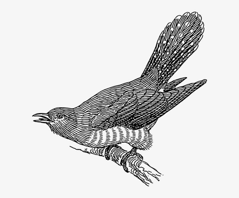 Cuckoo Clipart, transparent png download