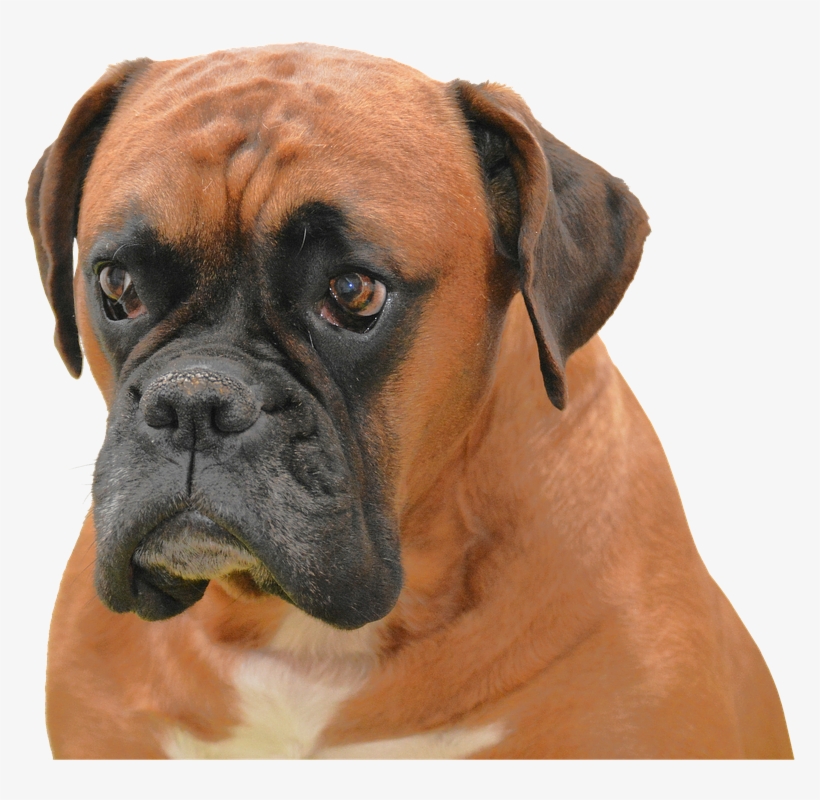 Isolerat Hund Brun Sällskapsdjur Purebreden Djur - Boxer Dog Price, transparent png download