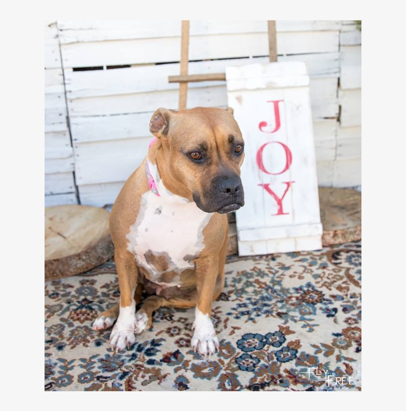 Adult Rate - Boxer, transparent png download