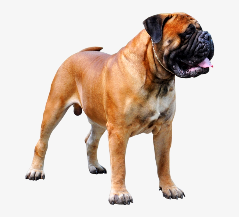 Bull Mastiff Dog Png, transparent png download