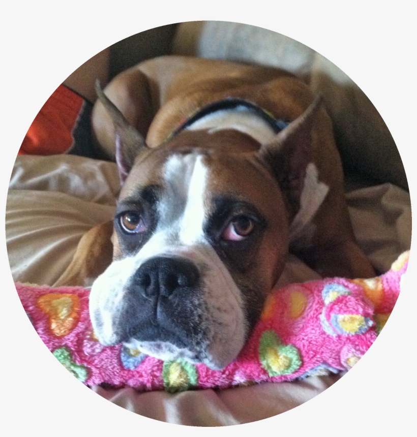 I'm A Forever Dog - Boxer, transparent png download