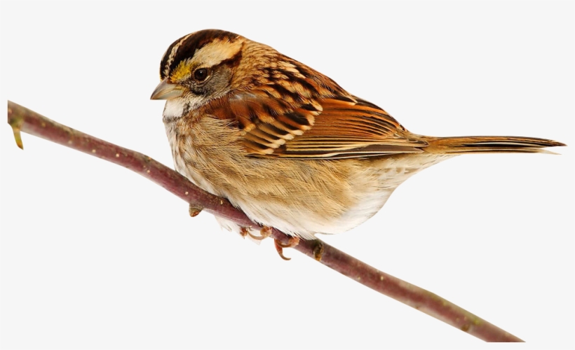 Sparrow Png Picture Clipart - Wallpaper, transparent png download