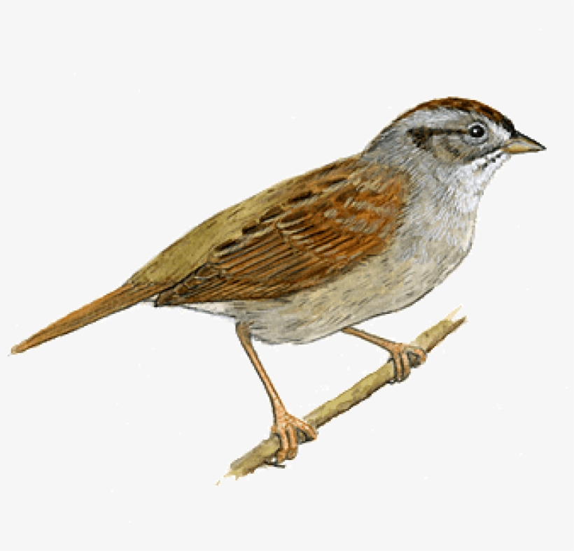 Download Sparrow Right Png Images Background - Sparrow Png, transparent png download