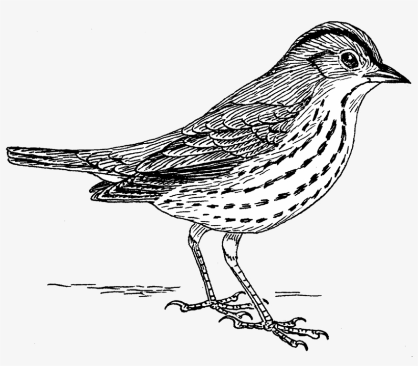 Oven Bird Sparrow Png No Background - Bird Png Black And White, transparent png download