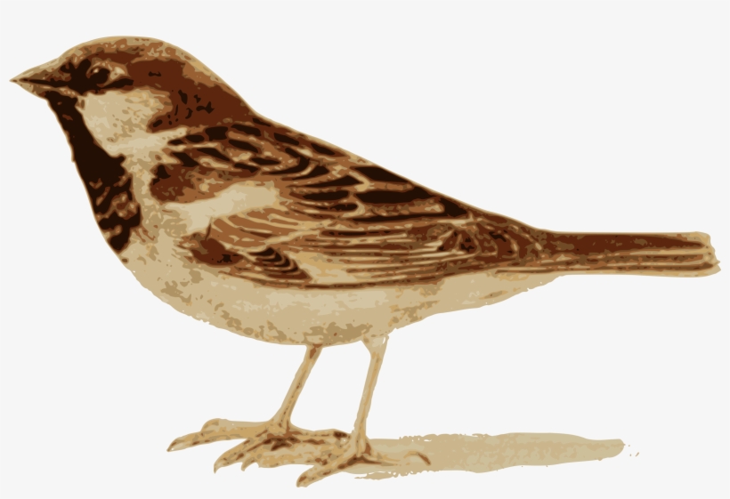 Big Image - House Sparrow, transparent png download