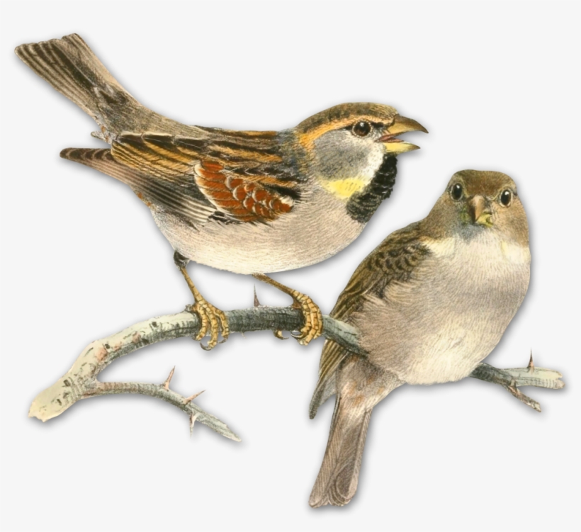 Sparrow Png Picture Clipart - Pajaro Vintage Hd, transparent png download