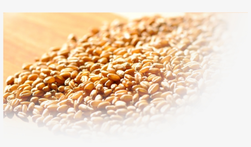 Golden Select Crimped Oats - Close-up, transparent png download