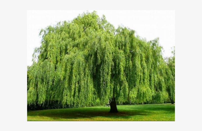 Green Weeping Willow, transparent png download