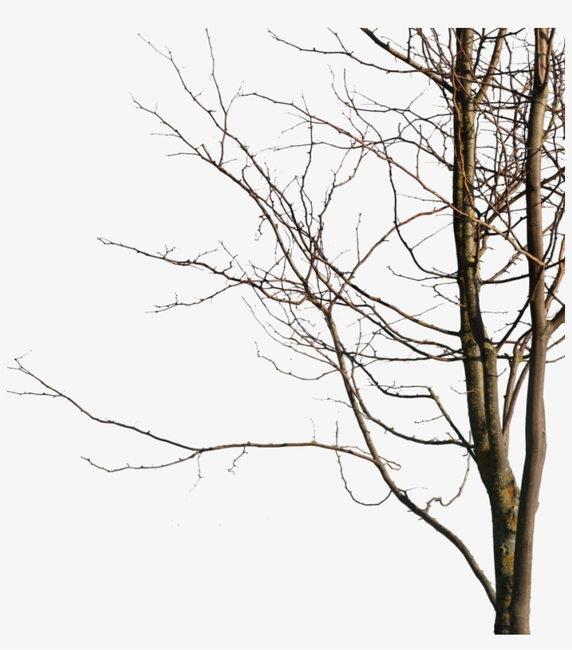 Deciduous Tree Winter V - Wood, transparent png download