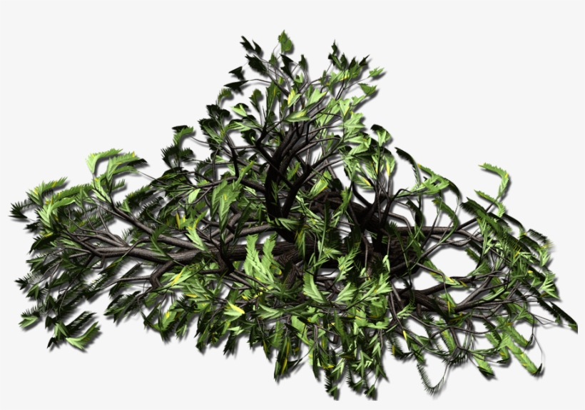 Weepingwillow Aa3 - Grass, transparent png download