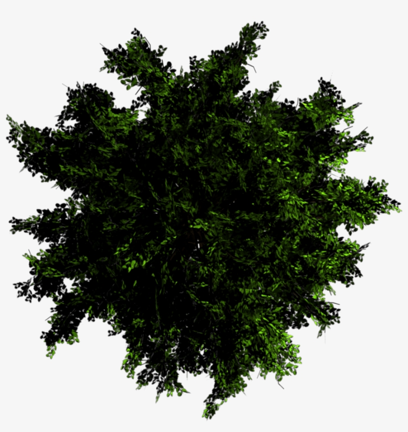 900px Toptree Beech01 - Plane, transparent png download