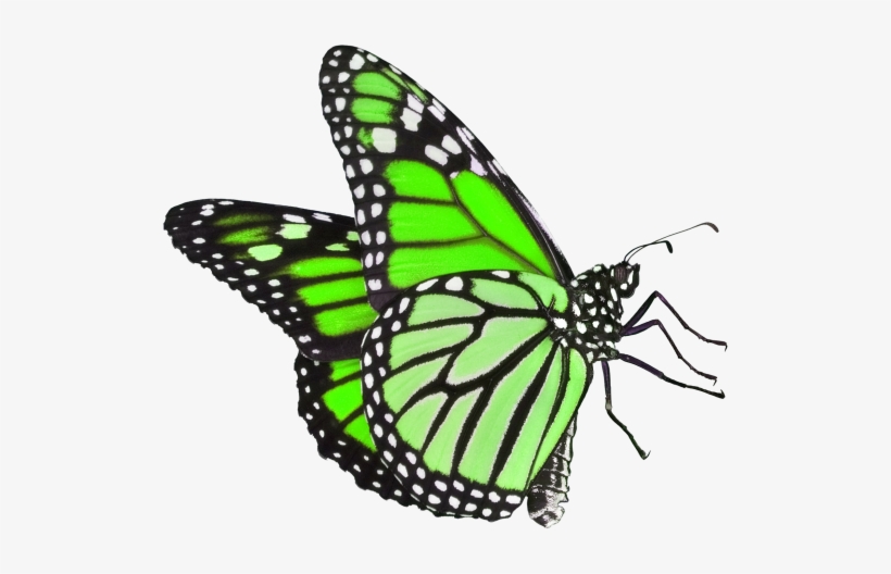 Download Butterfly Png Png Images Png Cliparts Free Download On Seekpng Page 5