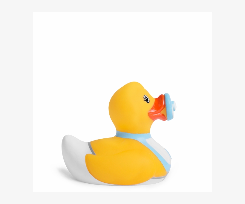 Duck, transparent png download