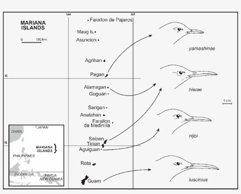 850 X 643 2 - Sketch, transparent png download