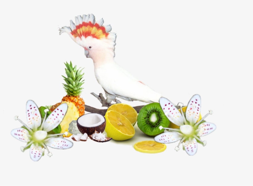 Pajaros Gifs Imagenes - Cockatoo, transparent png download