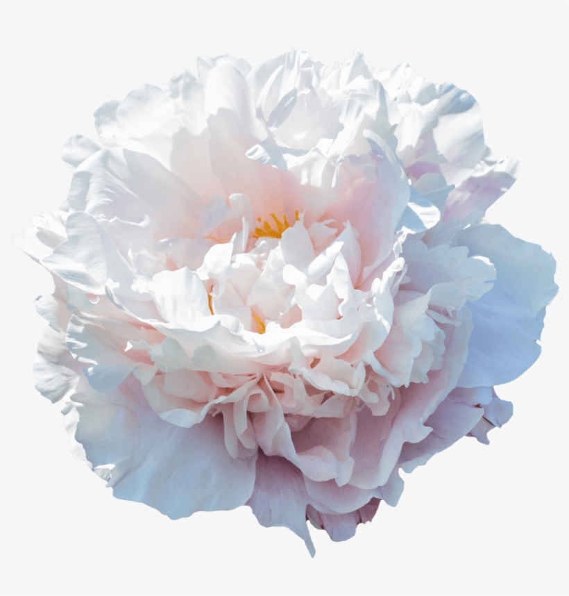 Carnation, transparent png download