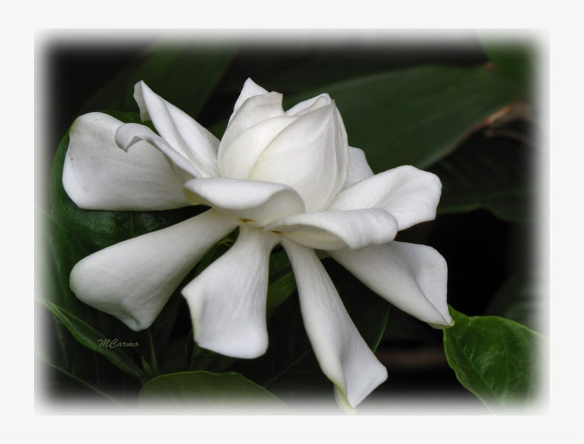 Wild Things Grow - Gardenia, transparent png download