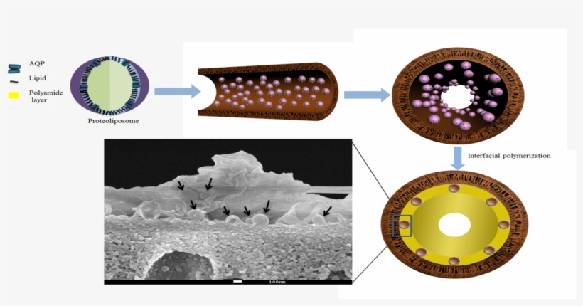Nature Gives The Best Solution For Desalination - Circle, transparent png download