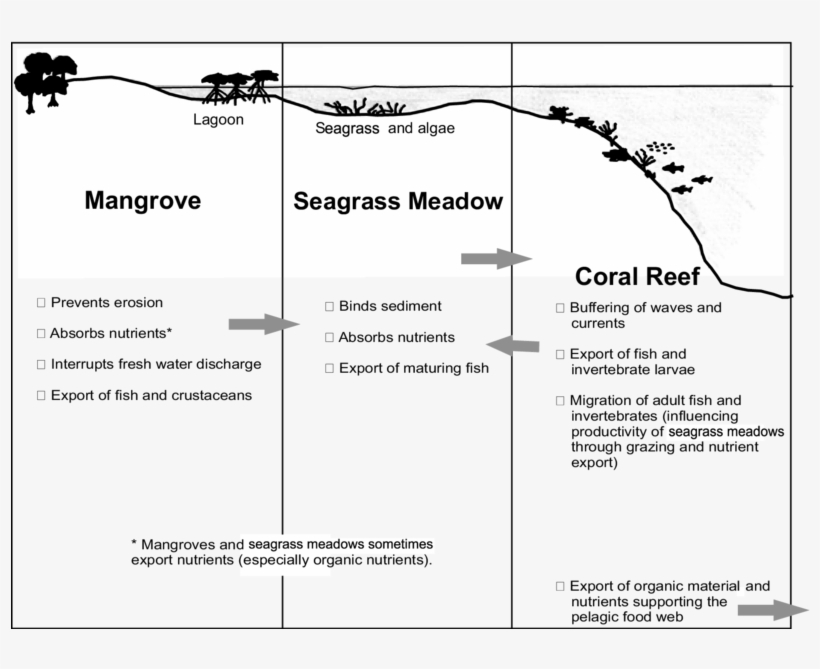Interactions In Coastal Ecosystems - Diagram, transparent png download