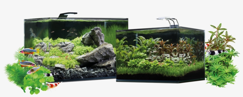 Discover The World Of Aquaristics In A Special Way - Dennerle 55l Scapers Tank, transparent png download
