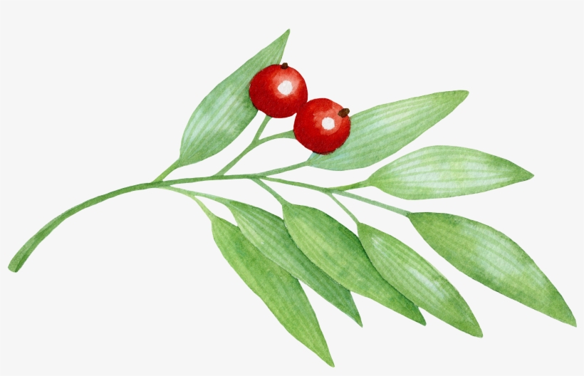 Svg Freeuse Library Branch Transparent Berry, transparent png download