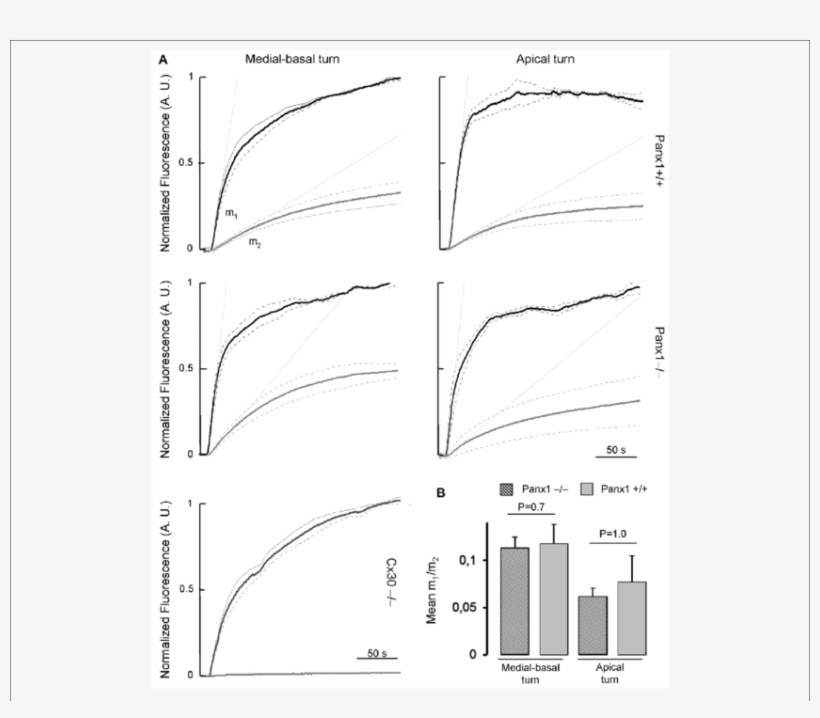 Lucifer Yellow Fluorescence Emission Averaged Over - Diagram, transparent png download